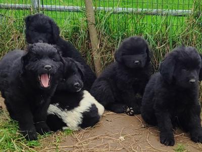 Beautiful Newfoundland Puppies – Ready 18th October